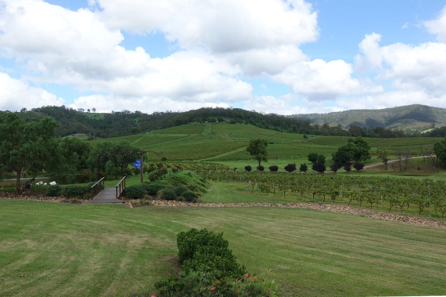 ivanhoe wines