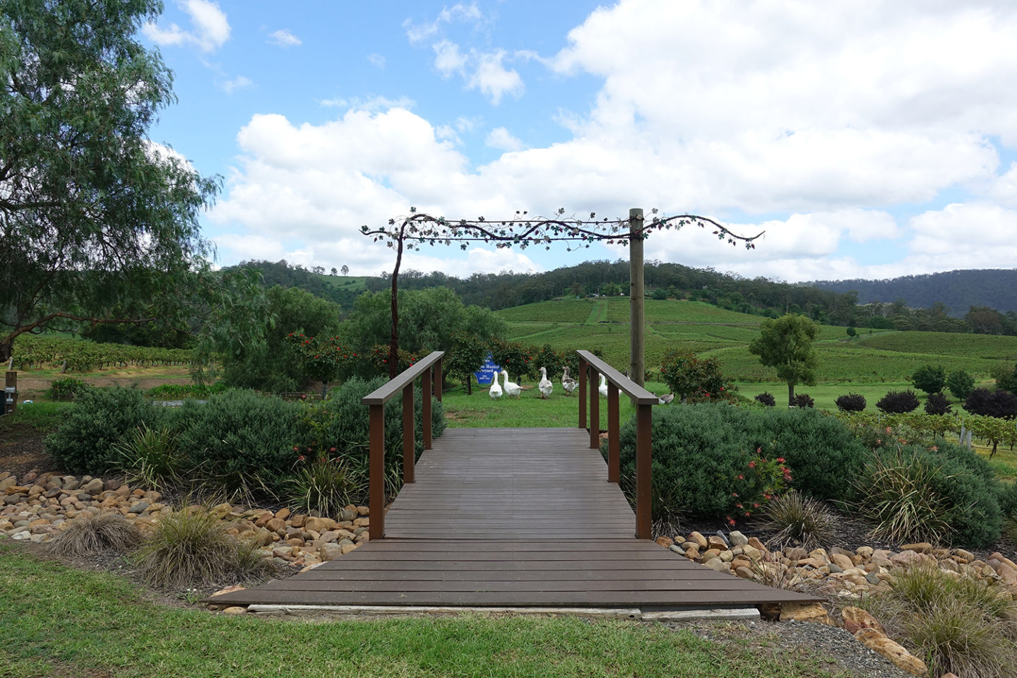 ivanhoe wines