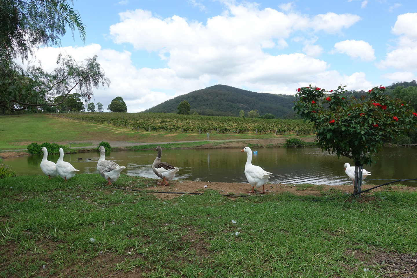 ivanhoe wines