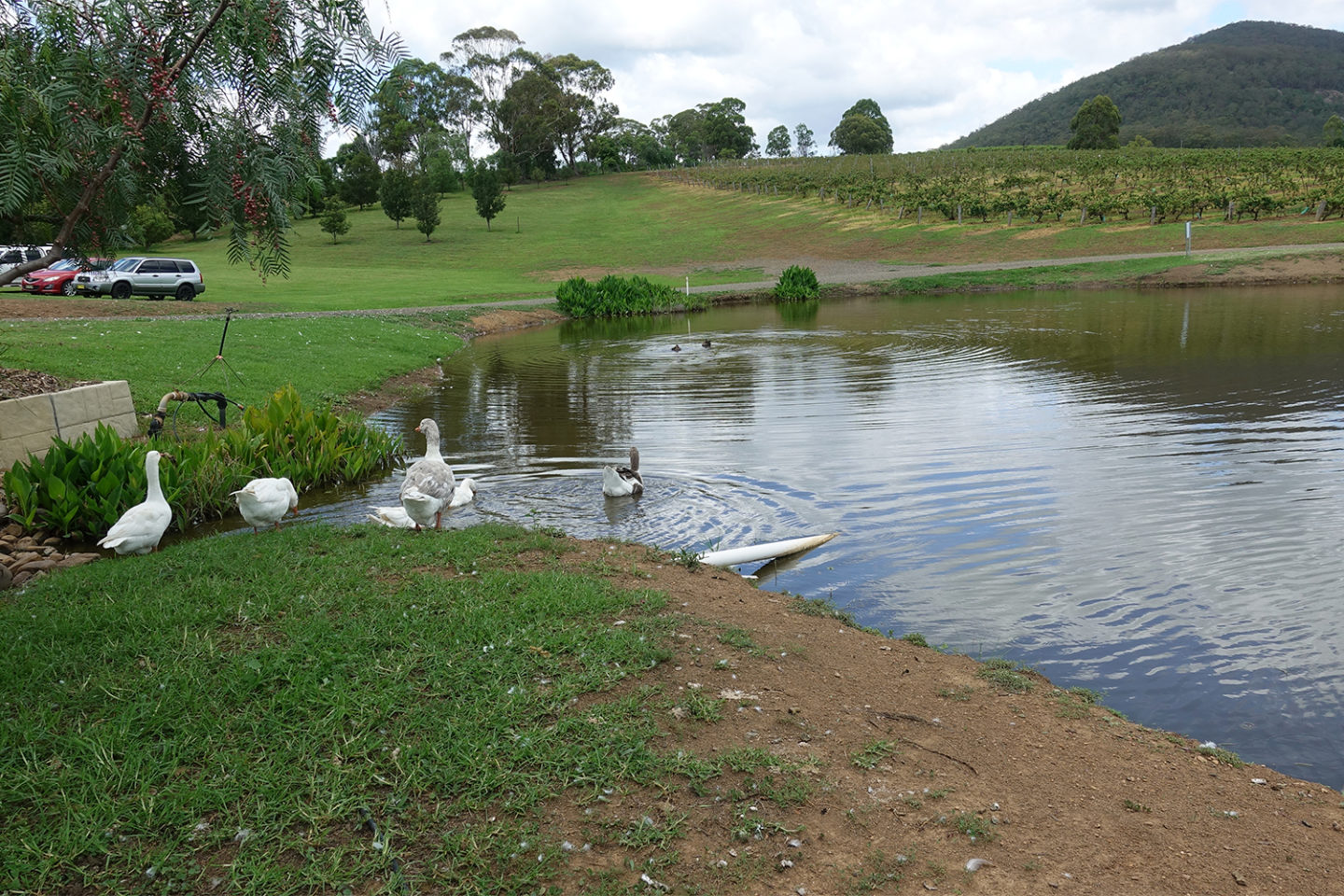 ivanhoe wines