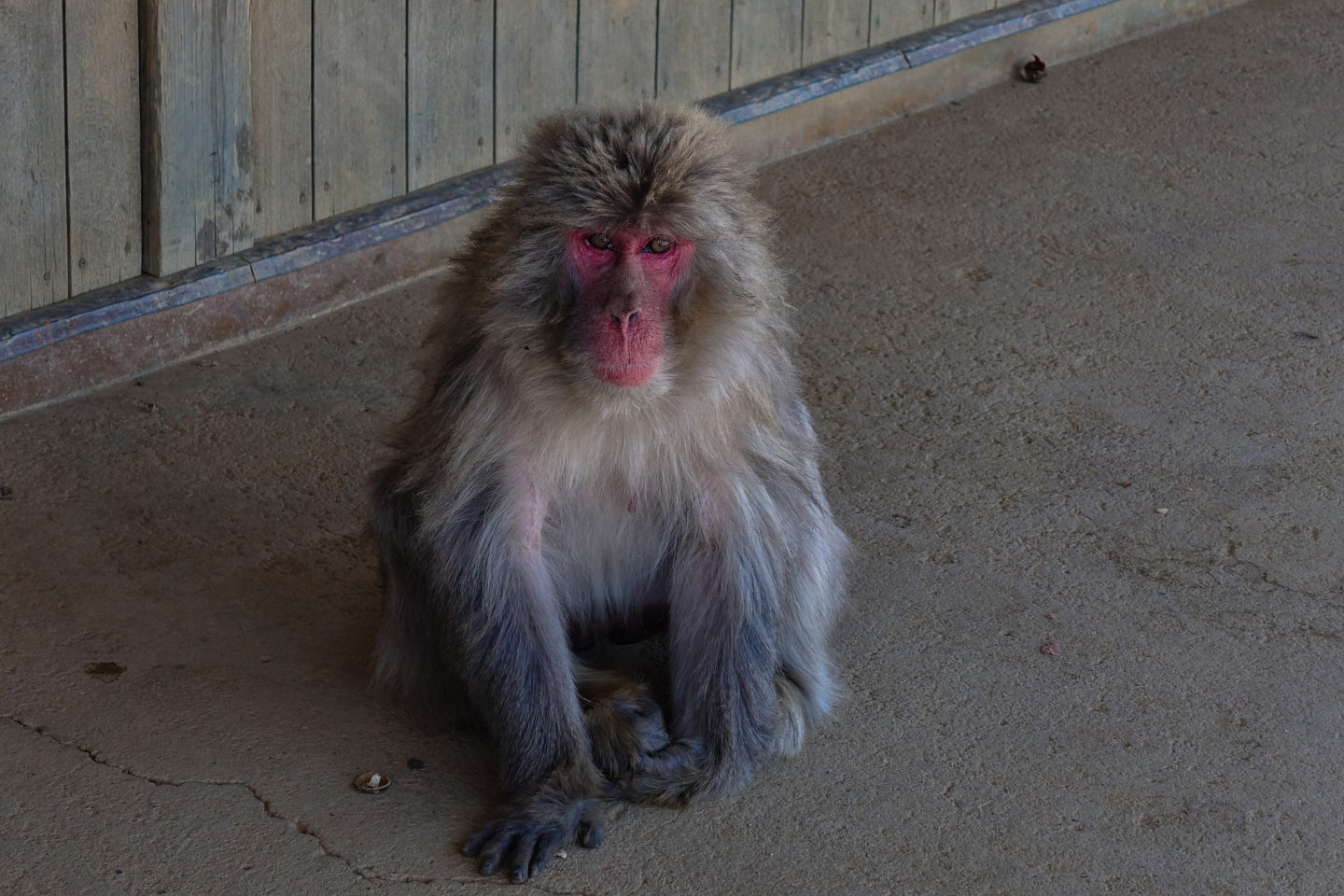 Iwatayama Monkey Park