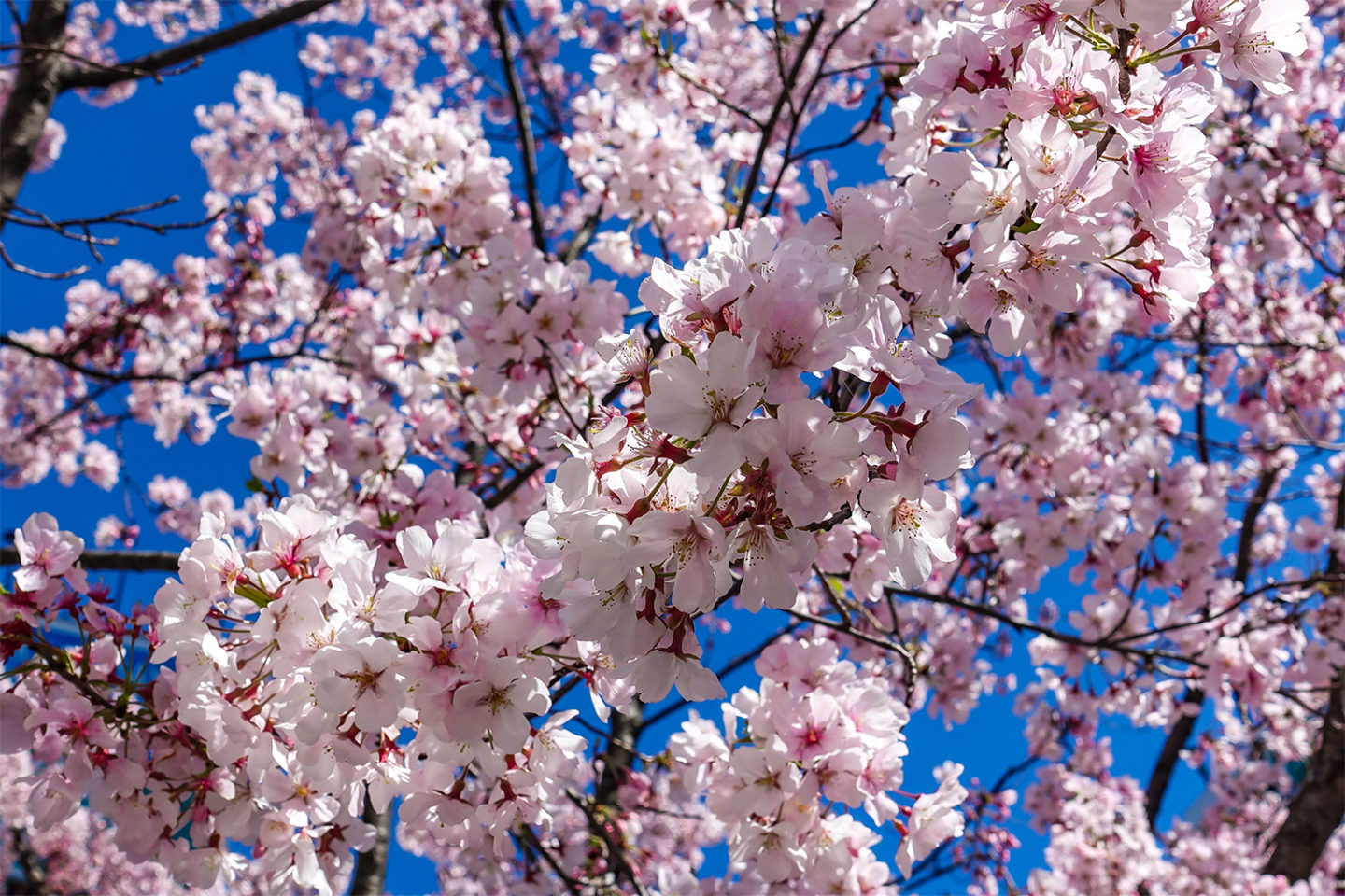 Bucket Cherry Blossoms